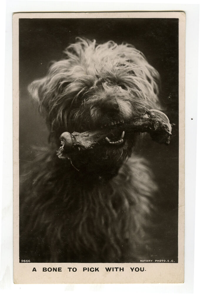 c 1910 British DOG & BONE to Pick with You photo postcard