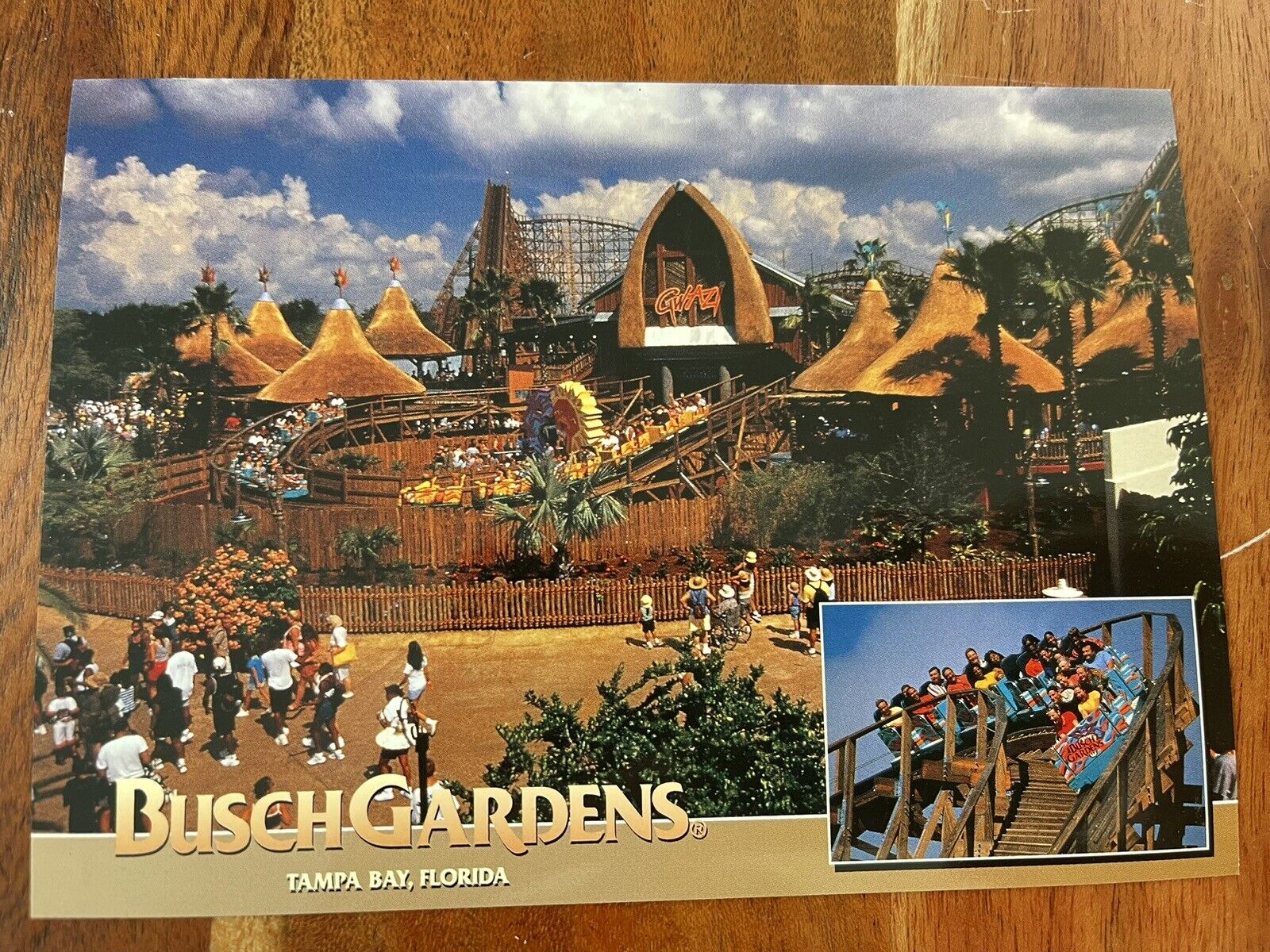 Gwazi roller coaster Busch Gardens Tampa postcard 